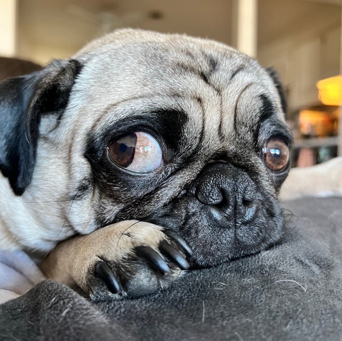 Mr. Chubbs resting his chin on his paw